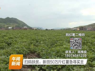 扫码扶贫：新田50万斤红薯急寻买主