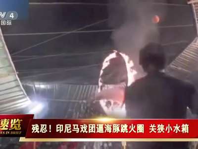[视频]残忍！ 印尼马戏团逼海豚跳火圈 关狭小水箱