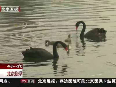 [视频]圆明园黑天鹅家族又添“新丁”五枚