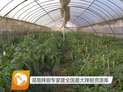 湖南辣椒专家建全国最大辣椒资源库