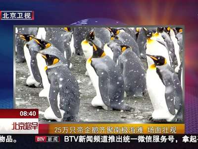 [视频]25万只帝企鹅齐聚南极海滩 场面壮观