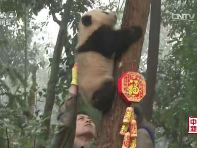 [视频]全球大熊猫迎新年活动
