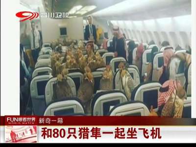 [视频] 和80只猎隼一起坐飞机