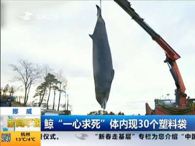 [视频]挪威：鲸“一心求死” 体内现30个塑料袋