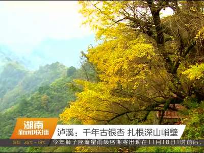 泸溪：千年古银杏 扎根深山峭壁