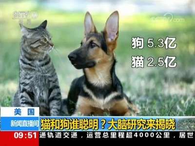 [视频]猫和狗谁聪明？大脑研究来揭晓