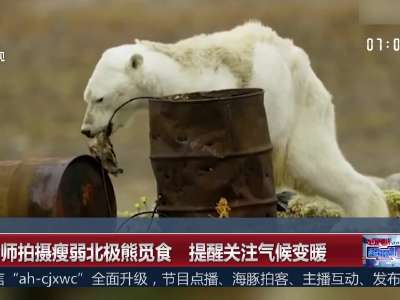 [视频]摄影师拍摄瘦弱北极熊觅食 提醒关注气候变暖