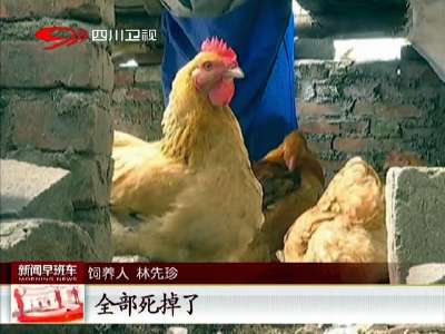 [视频]海南：一只母鸡能活27年？确实少见
