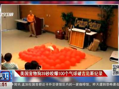 [视频]美国宠物狗39秒咬爆100个气球破吉尼斯纪录