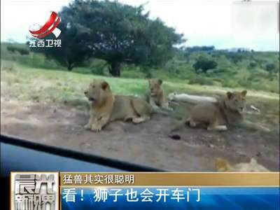 [视频]猛兽其实很聪明 看！狮子也会开车门