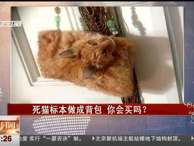 [视频]新西兰死猫标本做成手提包 眼睛瞪着超瘆人