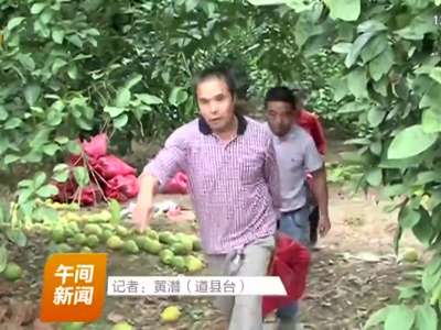 道县500亩沙田柚喜丰收