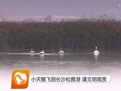 小天鹅飞到长沙松雅湖 请文明观赏