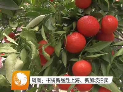 凤凰：柑橘新品赴上海、新加坡拍卖