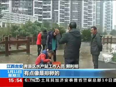 [视频]江西吉安：淡水鱼杀手雀鳝“入侵”赣江