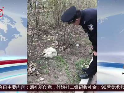 [视频]哈尔滨：受伤小狐狸 自己去“就医”