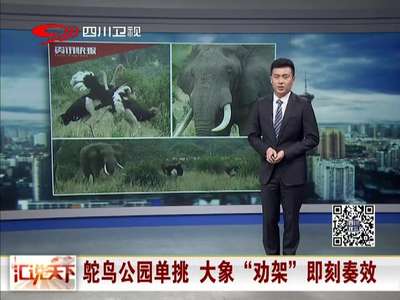 [视频]鸵鸟公园单挑 大象“劝架”即刻奏效