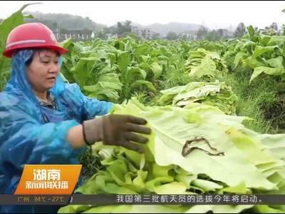 郴州永兴：入汛最强降雨 上千亩烤烟受损