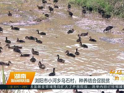 浏阳市小河乡乌石村：种养结合促脱贫