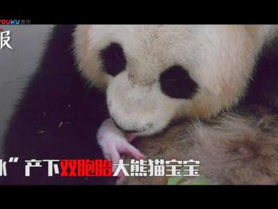 [视频]海归大熊猫产下龙凤胎 熊猫宝宝萌化网友