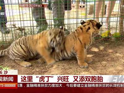这里”虎丁“兴旺 又添双胞胎