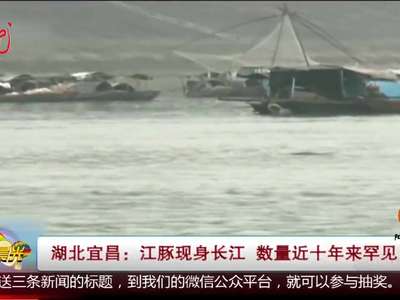 [视频]江豚现身长江 数量近十年来罕见