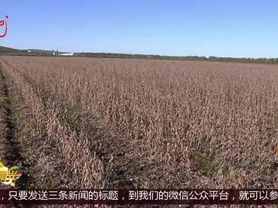[视频]农垦：农场秋收忙 一片丰收景象