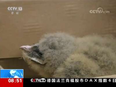 [视频]云南 警民爱心接力救养五只猴面鹰