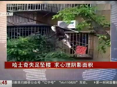 [视频]重庆一只哈士奇失足坠楼被挂电线杆 求心理阴影面积