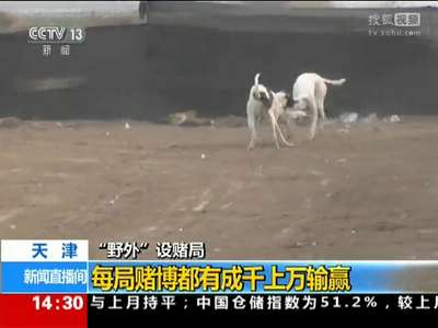 [视频]天津：狗抓兔子变赌局“赛跑健将”成赌具