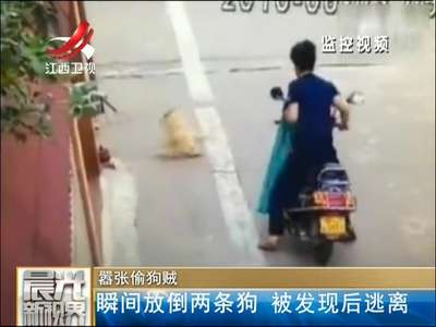 [视频]嚣张偷狗贼！瞬间毒倒两条狗 被发现后逃离