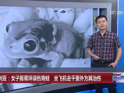 [视频]澳女子剪草坪误伤青蛙 坐飞机去千里外为其疗伤
