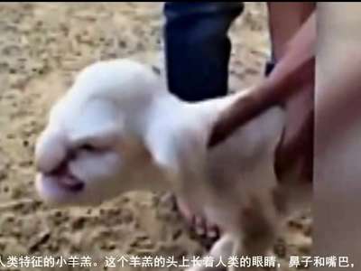 [视频]俄罗斯新生小羊长人脸 主人上前查看差点被吓懵