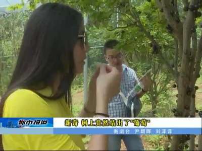 衡阳：树干上竟然结出了葡萄