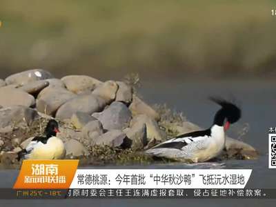 常德桃源：今年首批“中华秋沙鸭”飞抵沅水湿地