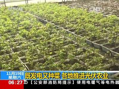 [视频]既发电又种菜 各地推进光伏农业