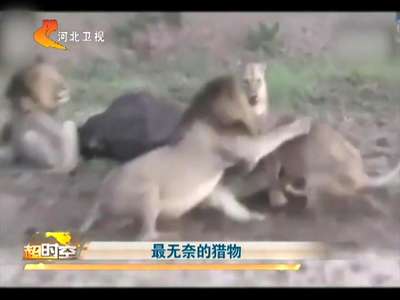 [视频]最无奈的猎物