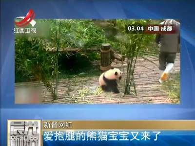 [视频]新晋网红 爱抱腿的熊猫宝宝又来了