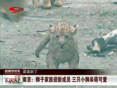 [视频]南京：狮子家庭迎新成员 三只小狮呆萌可爱