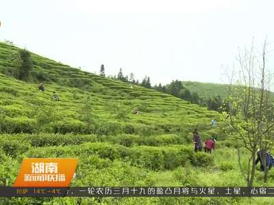 张家界春天茶会 茶旅融合助推精准扶贫