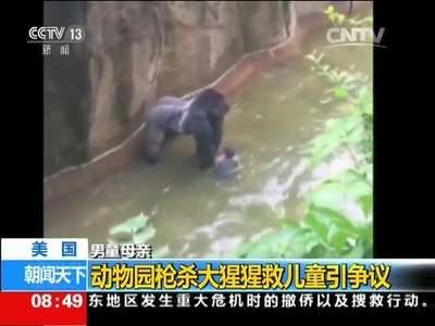 [视频]美国：动物园枪杀大猩猩救儿童引争议
