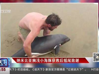 [视频]暖心！搁浅小海豚获救 回归大海后摇尾致谢恩人