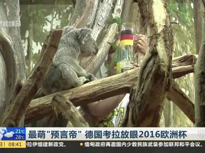[视频]最萌“预言帝”！2016欧洲杯考拉乌比接棒章鱼保罗