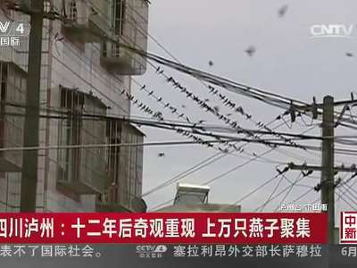[视频]四川泸州：十二年后奇观重现 上万只燕子聚集