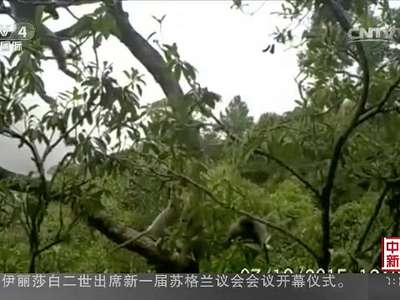[视频]云南南涧：首次拍到金黄色灰叶猴幼猴