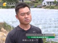 郴州：十五亩提子绝收 农技专家找原因