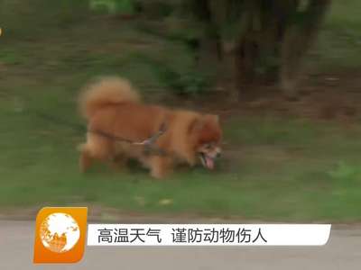 高温天气 谨防动物伤人