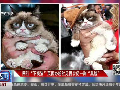 [视频]网红“不爽猫”英国办粉丝见面会仍一副“臭脸”