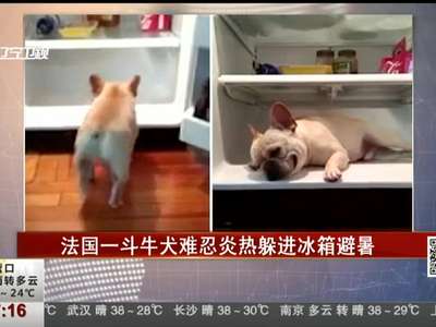 [视频]法国一斗牛犬难忍炎热躲进冰箱避暑