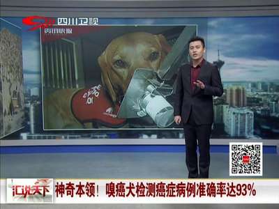 [视频]神奇本领！嗅癌犬检测癌症病例准确率达93%